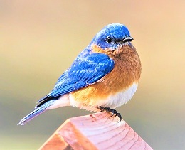 bluebird-g0122.jpg