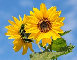 sunflower-0806.jpg